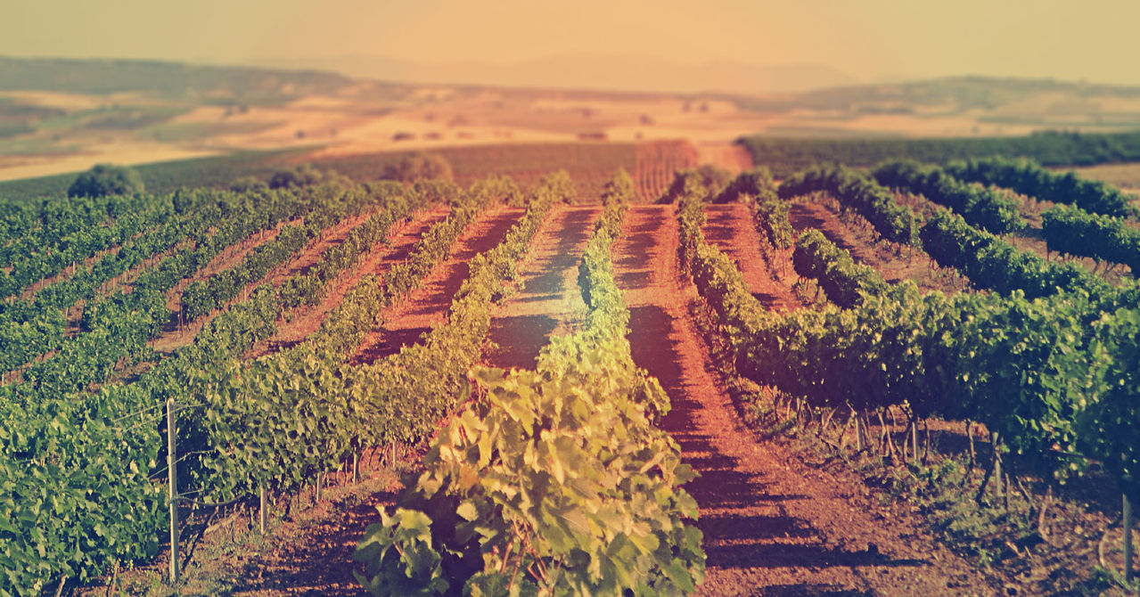 Vineyard